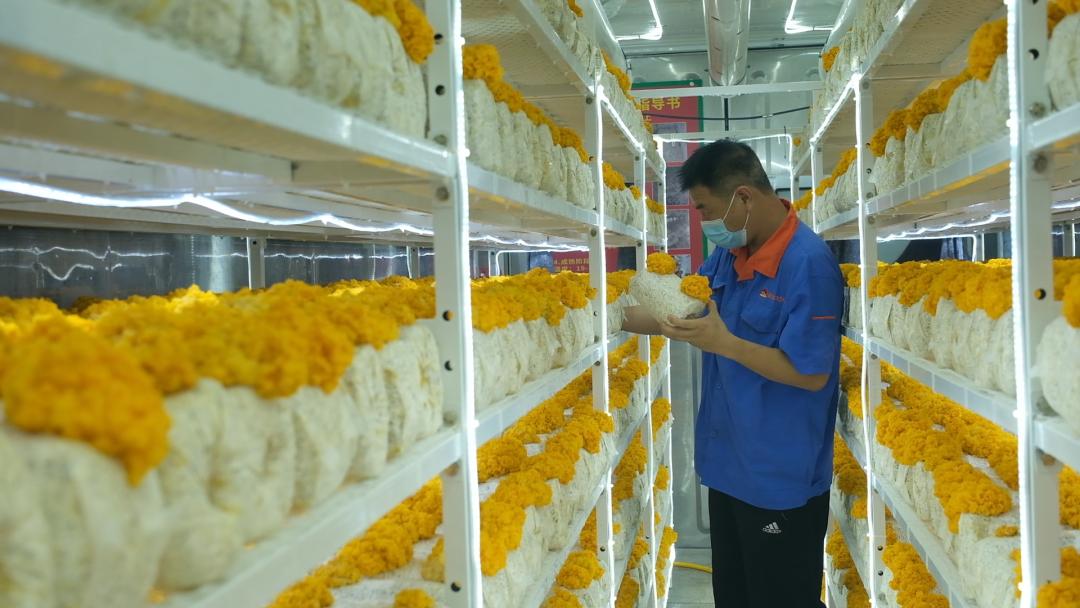 ɽ�|���f�����S�𡱮a(ch��n)�I(y��)����ġ������������Ƽ���(w��n)�a(ch��n)��